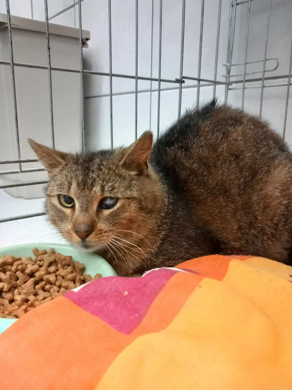 Kot do adopcji, Kielce, 25 kwietnia 2024