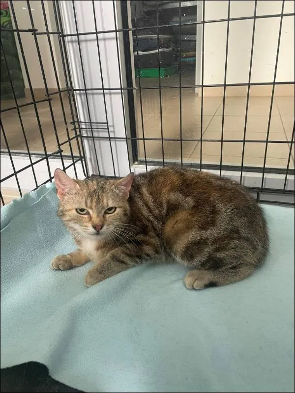 Znaleziono kota, Grudziądz, 18 kwietnia 2024