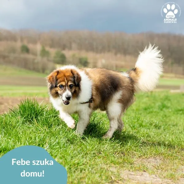 Pies do adopcji, Dąbrówka, 26 kwietnia 2024 (2/3)