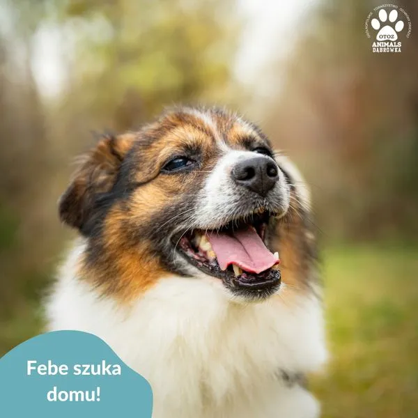 Pies do adopcji, Dąbrówka, 26 kwietnia 2024 (3/3)