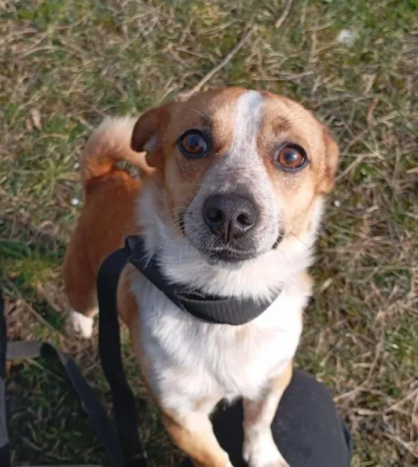 Pies do adopcji, Konin, 29 lutego 2024