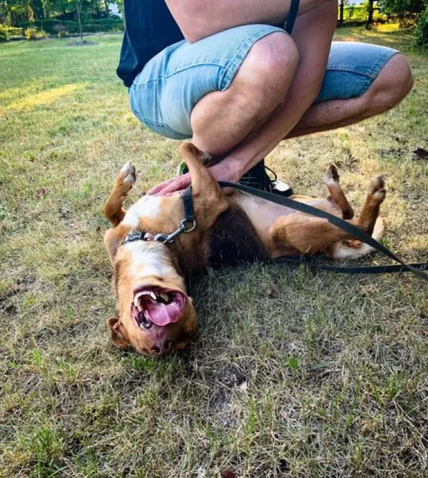 Pies do adopcji, Konin, 2 marca 2024 (4/4)