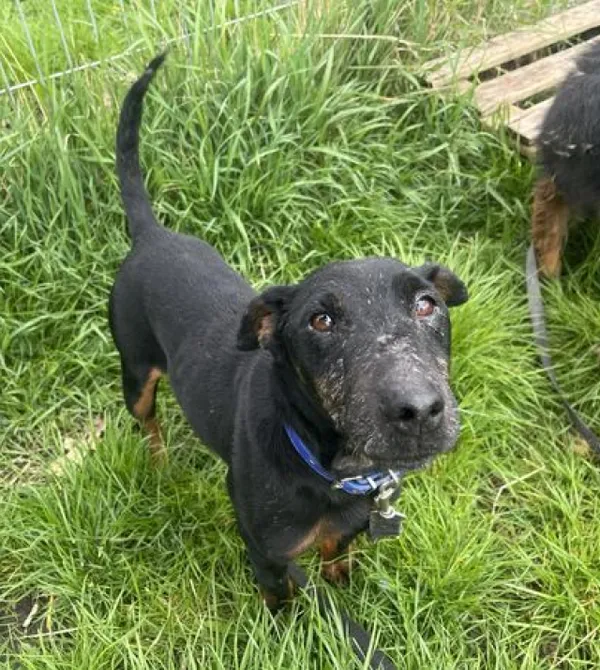 Pies do adopcji, Konin, 4 stycznia 2024 (2/5)