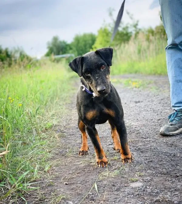 Pies do adopcji, Konin, 4 stycznia 2024 (4/5)