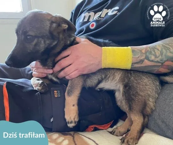 Znaleziono psa, Dąbrówka, 24 kwietnia 2024 (1/2)