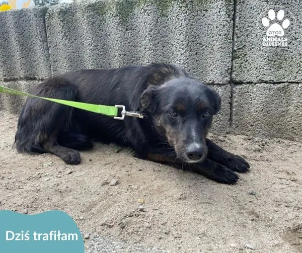 Znaleziono psa, Dąbrówka, 24 kwietnia 2024 (1/2)