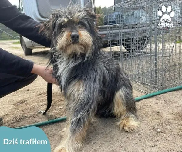 Znaleziono psa, Dąbrówka, 24 kwietnia 2024 (1/2)