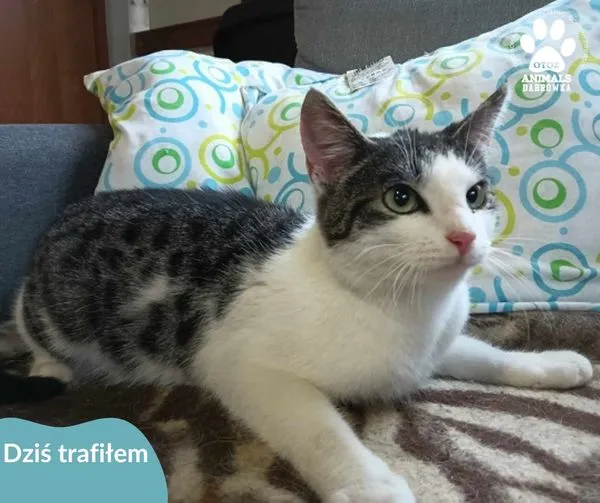 Znaleziono kota, Dąbrówka, 22 kwietnia 2024 (1/2)