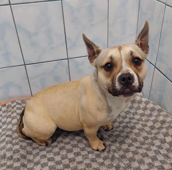 Znaleziono psa, Sosnowiec, 20 kwietnia 2024