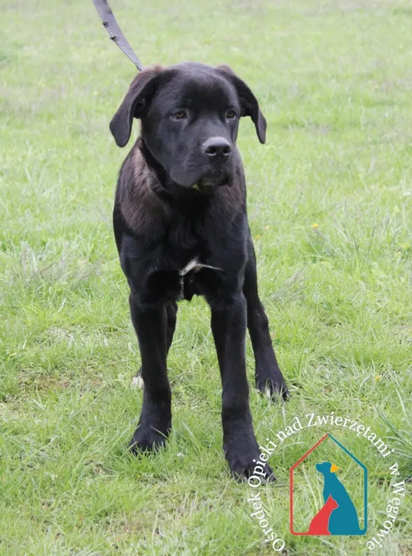 Pies do adopcji, Węgrowo, 20 kwietnia 2024