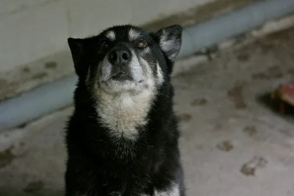 Znaleziono psa, Wałbrzych, 18 kwietnia 2024