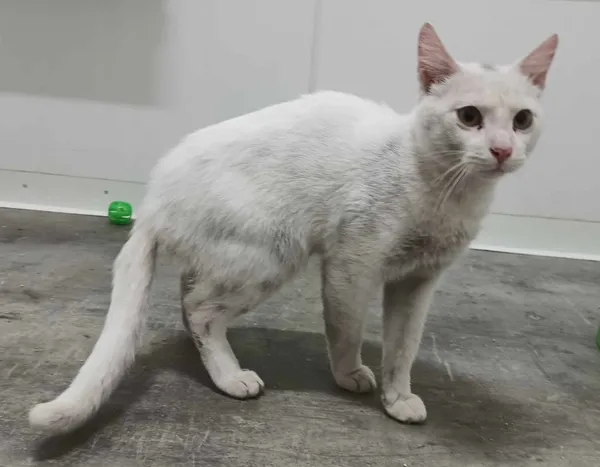 Znaleziono kota, Pieckowo, 17 kwietnia 2024 (1/2)