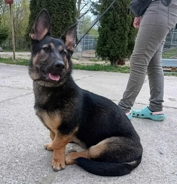 Znaleziono psa, Pieckowo, 12 kwietnia 2024 (2/2)