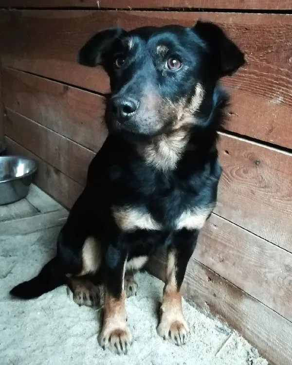 Pies do adopcji, Młodolino, 3 marca 2021