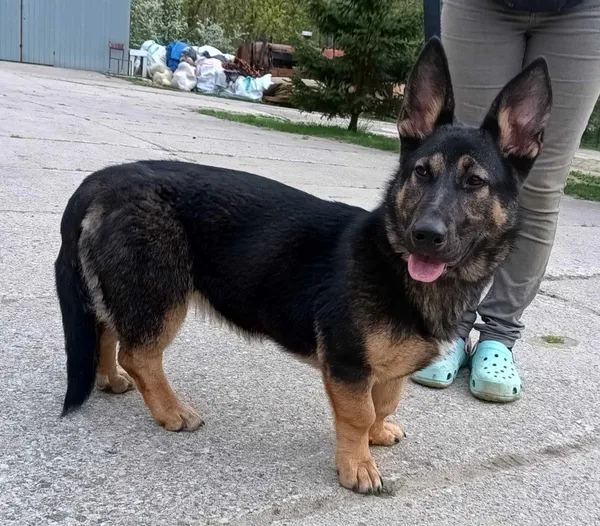 Znaleziono psa, Pieckowo, 12 kwietnia 2024 (2/2)