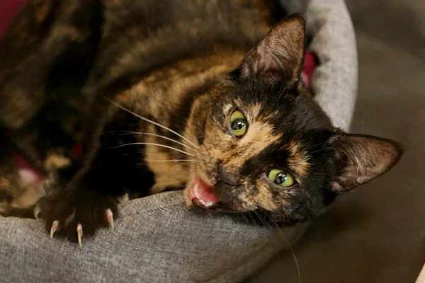 Znaleziono kota, Wałbrzych, 11 kwietnia 2024 (1/2)