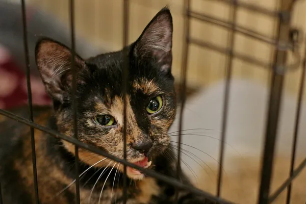 Znaleziono kota, Wałbrzych, 11 kwietnia 2024 (2/2)