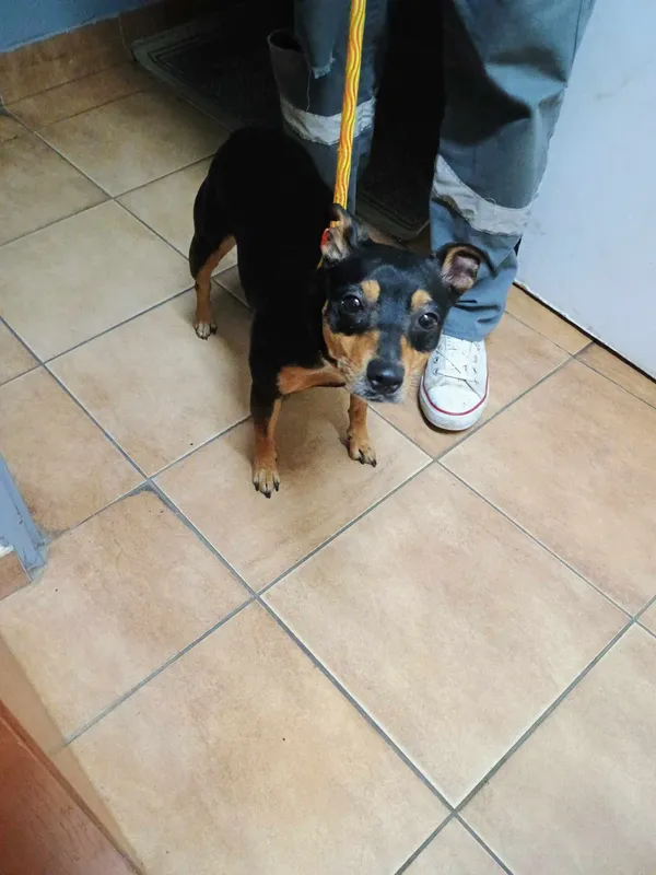 Znaleziono psa, Sosnowiec, 10 kwietnia 2024