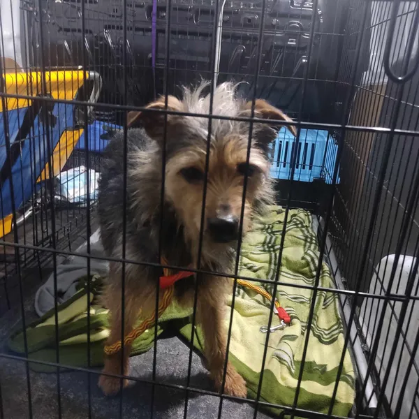 Znaleziono psa, Sosnowiec, 9 kwietnia 2024