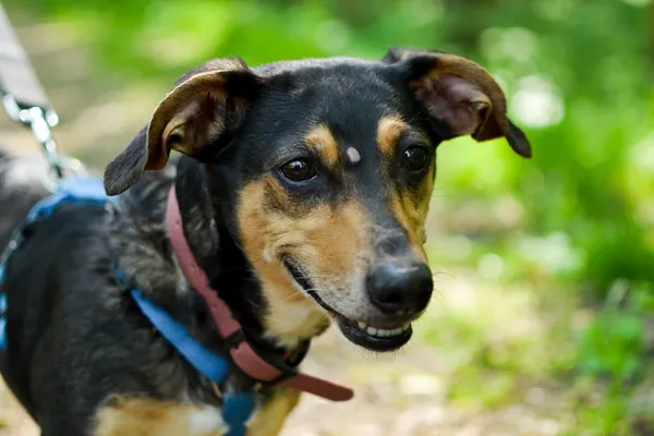 Znaleziono psa, Sosnowiec, 8 kwietnia 2024 (1/4)