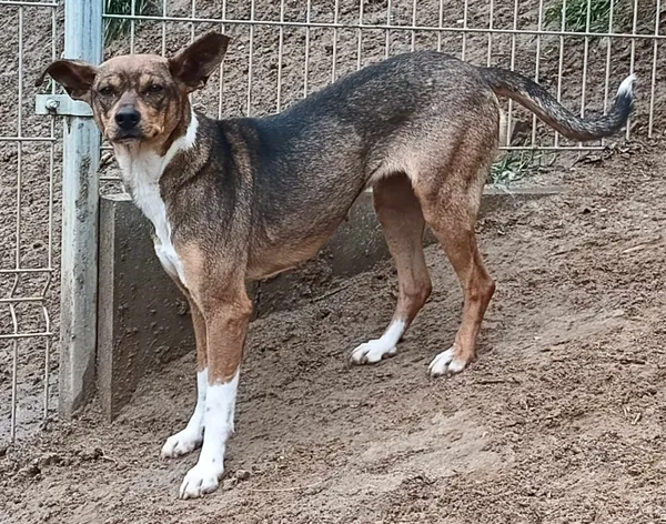 Znaleziono psa, Pieckowo, 25 kwietnia 2024 (1/3)