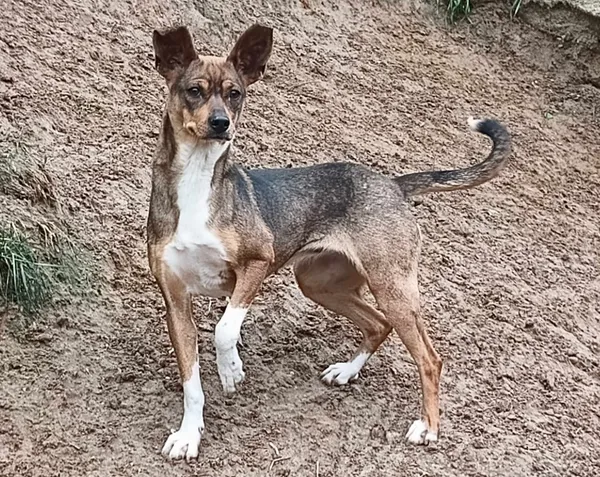 Znaleziono psa, Pieckowo, 25 kwietnia 2024 (2/3)