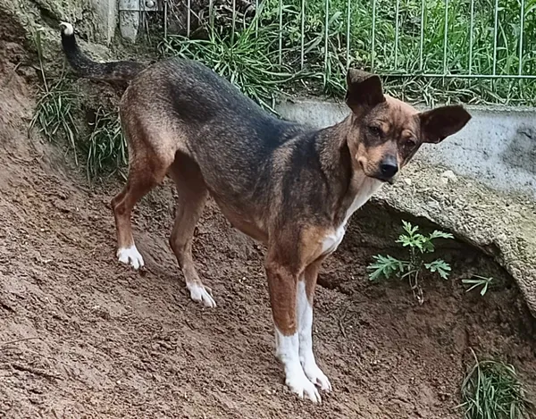 Znaleziono psa, Pieckowo, 25 kwietnia 2024 (3/3)