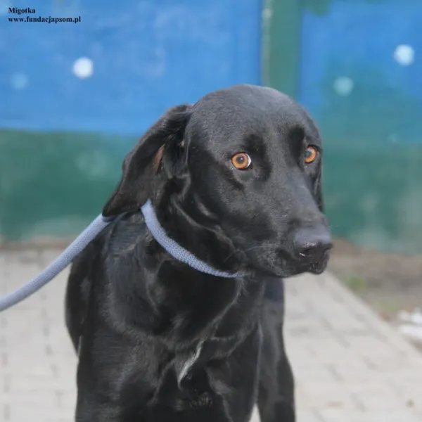 Pies do adopcji, Nowy Dwór Mazowiecki, 28 listopada 2025 (1/5)