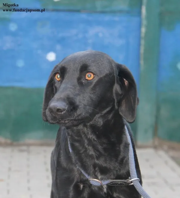 Pies do adopcji, Nowy Dwór Mazowiecki, 28 listopada 2025 (2/5)