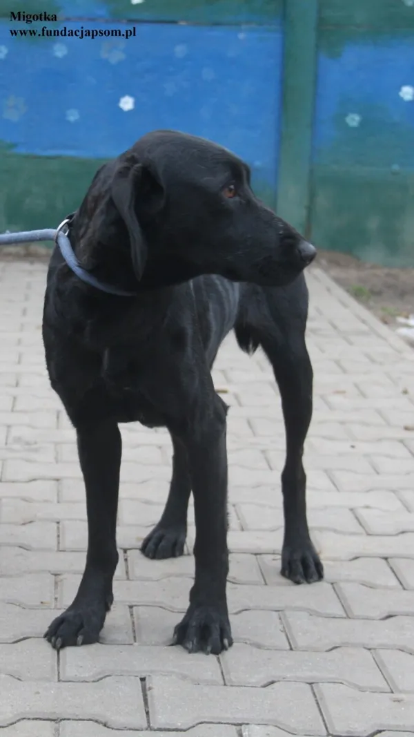Pies do adopcji, Nowy Dwór Mazowiecki, 28 listopada 2025 (3/5)