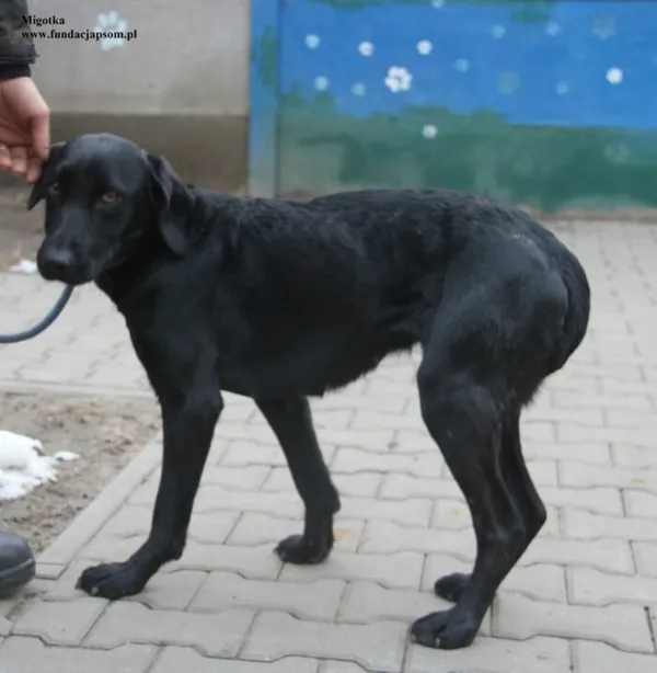 Pies do adopcji, Nowy Dwór Mazowiecki, 28 listopada 2025 (5/5)