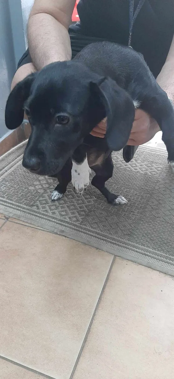 Znaleziono psa, Sosnowiec, 8 kwietnia 2024