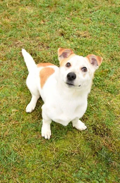 Pies do adopcji, Radom, 2 marca 2024