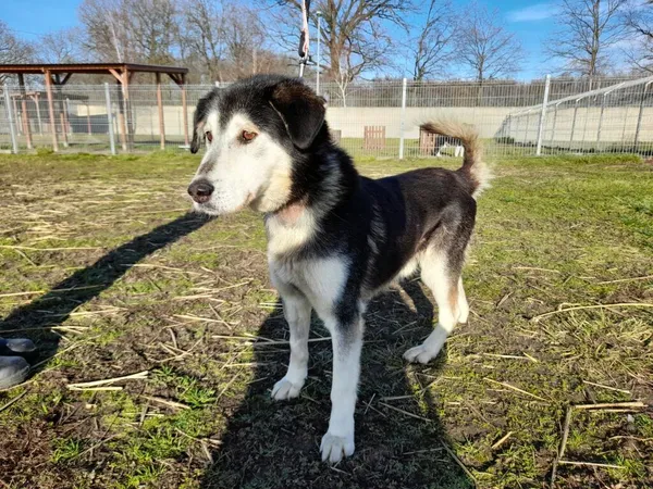 Pies do adopcji, Henrykowo, 19 stycznia 2023 (2/5)