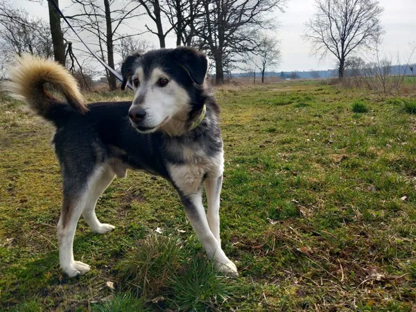 Pies do adopcji, Henrykowo, 19 stycznia 2023 (3/5)