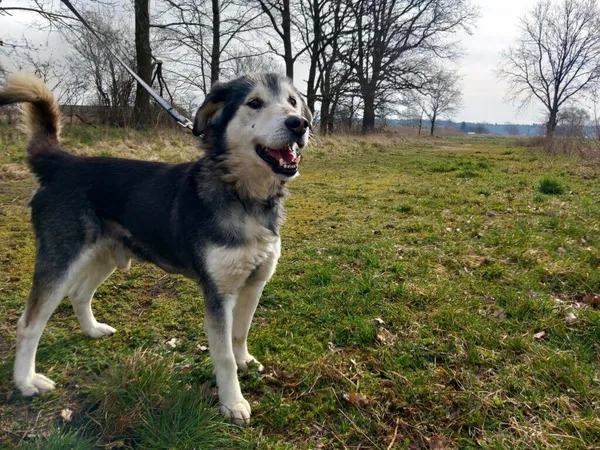 Pies do adopcji, Henrykowo, 19 stycznia 2023 (4/5)