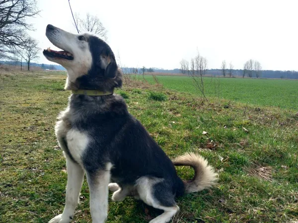 Pies do adopcji, Henrykowo, 19 stycznia 2023 (5/5)