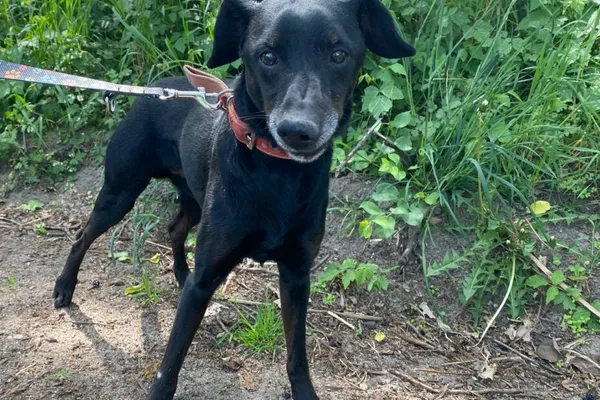 Pies do adopcji, Henrykowo, 17 stycznia 2024 (1/2)