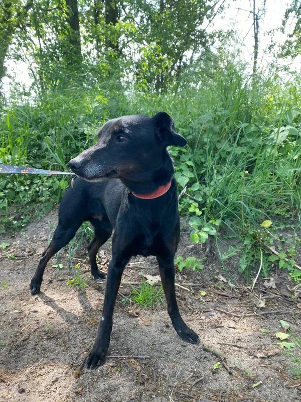 Pies do adopcji, Henrykowo, 17 stycznia 2024 (2/2)