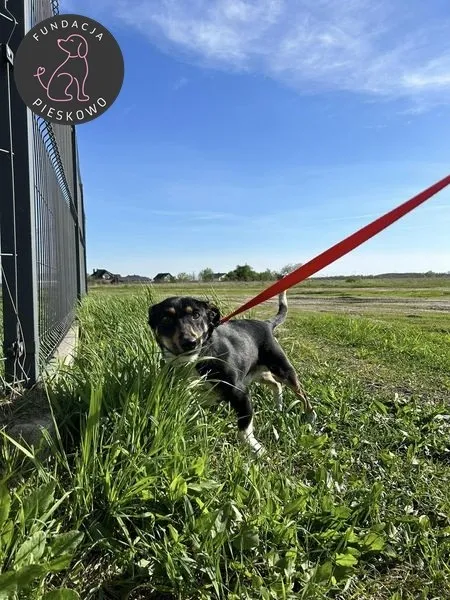 Pies do adopcji, Wolsztyn, 26 kwietnia 2024