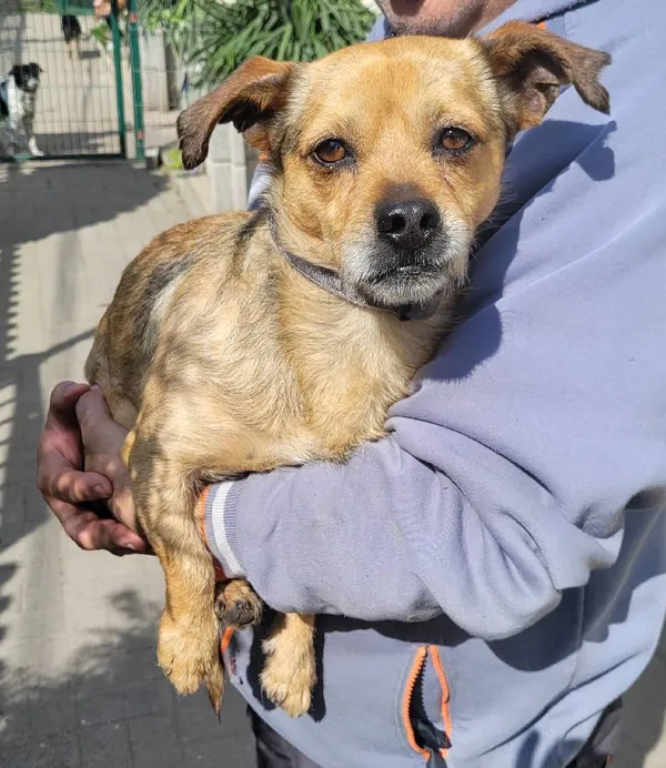 Znaleziono psa, Łódź, 27 kwietnia 2024 (1/5)