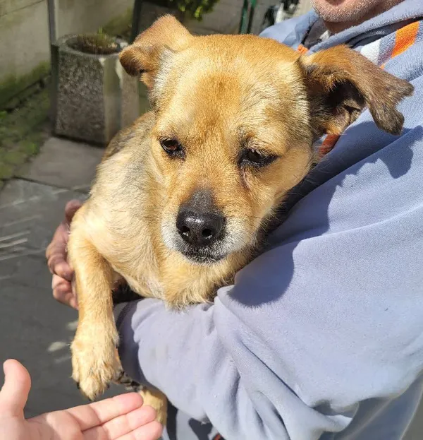 Znaleziono psa, Łódź, 27 kwietnia 2024 (2/5)