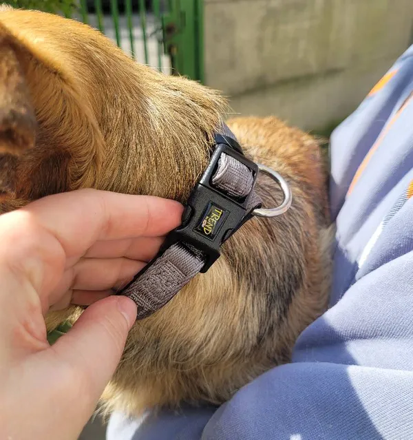 Znaleziono psa, Łódź, 27 kwietnia 2024 (3/5)