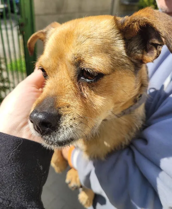 Znaleziono psa, Łódź, 27 kwietnia 2024 (4/5)