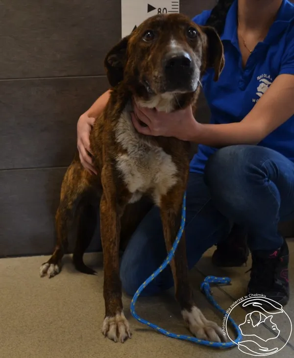 Znaleziono psa, Chełmek, 27 kwietnia 2024