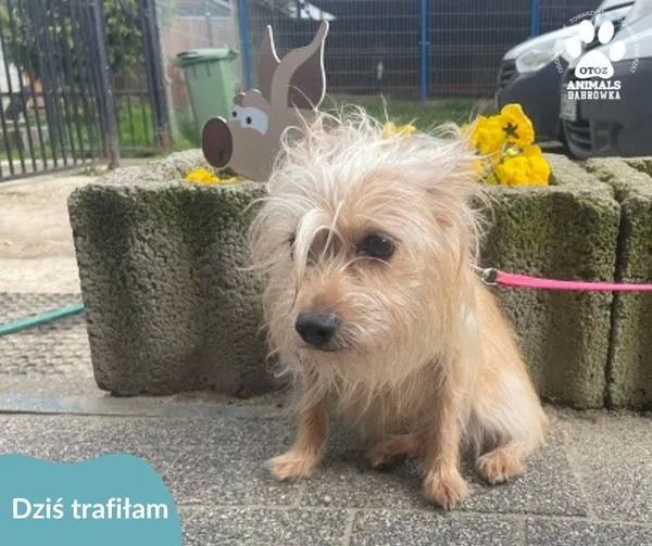 Znaleziono psa, Dąbrówka, 26 kwietnia 2024 (1/2)