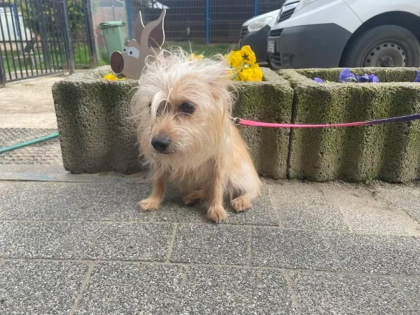 Znaleziono psa, Dąbrówka, 26 kwietnia 2024 (2/2)