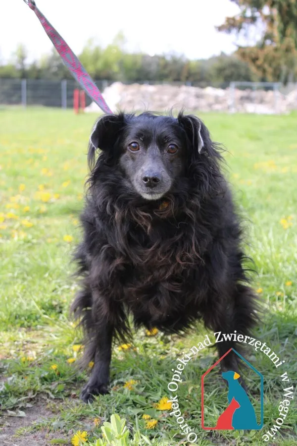 Pies do adopcji, Węgrowo, 23 kwietnia 2024