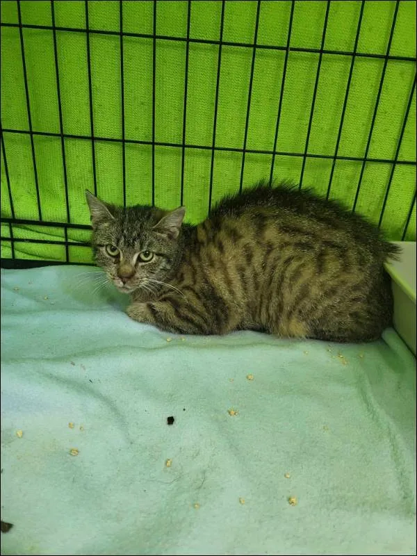 Znaleziono kota, Grudziądz, 26 kwietnia 2024