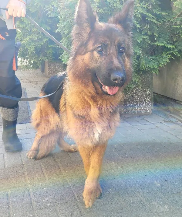 Znaleziono psa, Łódź, 27 kwietnia 2024 (1/5)